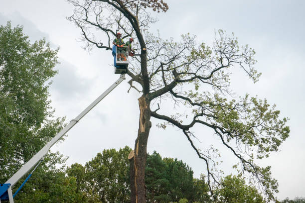 Reliable Shoemakersville, PA Tree Services Solutions