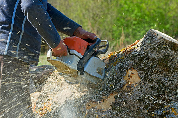 How Our Tree Care Process Works  in  Shoemakersville, PA